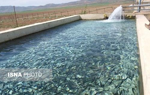فعالیت نیمی ازمزرعه های پرورش ماهیان خاویاری کشور در گیلان