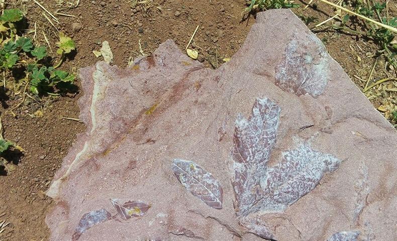 کشف فسیل های گیاهی چندمیلیون ساله در مشگین شهر