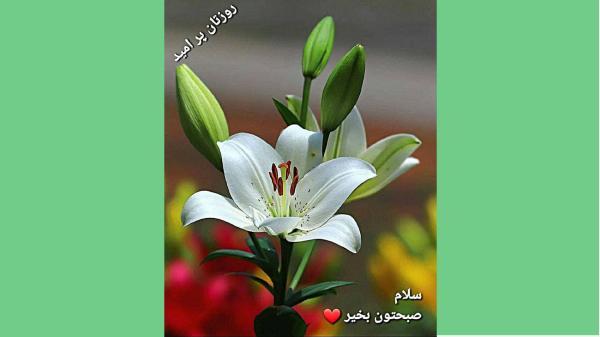 فال ابجد امروز ، 10 دی ماه فال ابجد امروز ، 10 دی ماه
