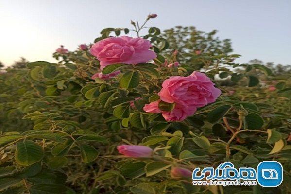 چهارمین جشنواره گردشگری گلاب گیری در روستای نهور زابل برگزار می شود
