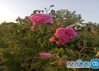 چهارمین جشنواره گردشگری گلاب گیری در روستای نهور زابل برگزار می شود